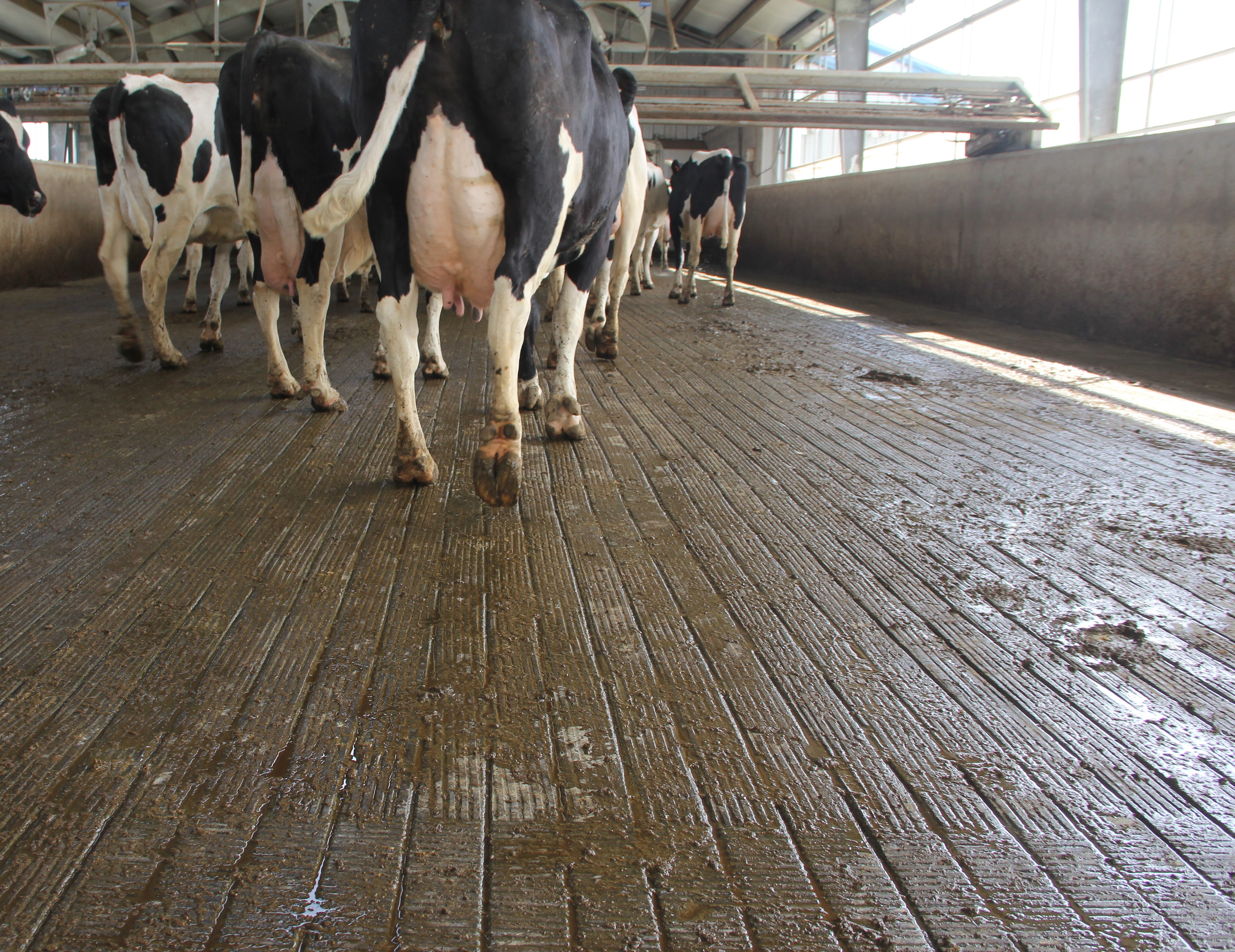 some dairy cows standing on concrete. 